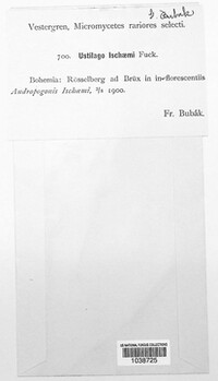 Sphacelotheca ischaemi image